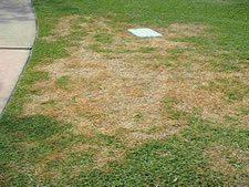 Chinchbug Damage to turfgrass